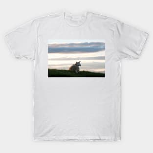 Inquisitive sheep at dawn - Isle of Skye, Scotland T-Shirt